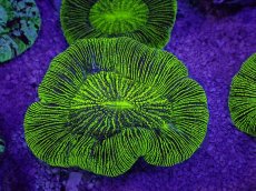 画像1: No.14 オーストラリア産 オオバナサンゴ　グリーン (1)