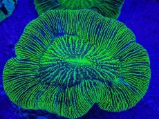 画像2: No.14 オーストラリア産 オオバナサンゴ　グリーン (2)