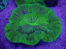 画像3: No.14 オーストラリア産 オオバナサンゴ　グリーン (3)