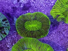 画像1: No.15 オーストラリア産 オオバナサンゴ　グリーン (1)