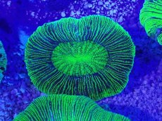 画像2: No.15 オーストラリア産 オオバナサンゴ　グリーン (2)