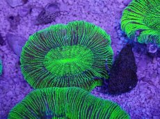 画像3: No.15 オーストラリア産 オオバナサンゴ　グリーン (3)