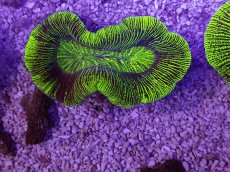 画像1: No.16 オーストラリア産 オオバナサンゴ　グリーン (1)