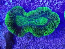 画像2: No.16 オーストラリア産 オオバナサンゴ　グリーン (2)