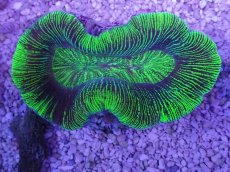 画像3: No.16 オーストラリア産 オオバナサンゴ　グリーン (3)