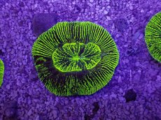 画像1: No.17 オーストラリア産 オオバナサンゴ　グリーン (1)