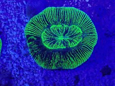 画像2: No.17 オーストラリア産 オオバナサンゴ　グリーン (2)