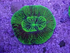 画像3: No.17 オーストラリア産 オオバナサンゴ　グリーン (3)