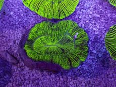 画像1: No.18 オーストラリア産 オオバナサンゴ　グリーン (1)