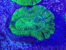 画像2: No.18 オーストラリア産 オオバナサンゴ　グリーン (2)