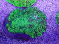 画像3: No.18 オーストラリア産 オオバナサンゴ　グリーン (3)