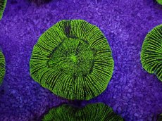 画像1: No.19 オーストラリア産 オオバナサンゴ　グリーン (1)