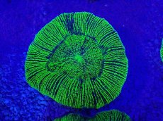 画像2: No.19 オーストラリア産 オオバナサンゴ　グリーン (2)