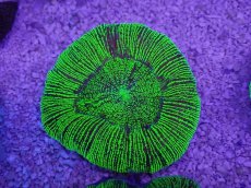 画像3: No.19 オーストラリア産 オオバナサンゴ　グリーン (3)