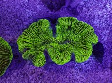 画像1: No.20 オーストラリア産 オオバナサンゴ　グリーン (1)