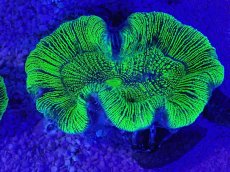 画像2: No.20 オーストラリア産 オオバナサンゴ　グリーン (2)