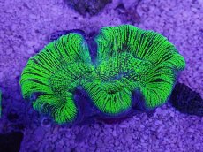 画像3: No.20 オーストラリア産 オオバナサンゴ　グリーン (3)