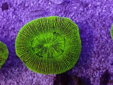 画像1: No.21 オーストラリア産 オオバナサンゴ　グリーン (1)