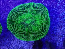 画像2: No.21 オーストラリア産 オオバナサンゴ　グリーン (2)