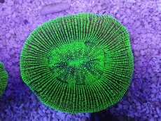 画像3: No.21 オーストラリア産 オオバナサンゴ　グリーン (3)