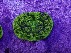 画像1: No.22 オーストラリア産 オオバナサンゴ　グリーン (1)