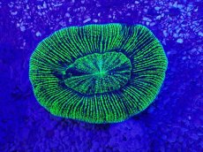 画像2: No.22 オーストラリア産 オオバナサンゴ　グリーン (2)