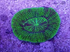 画像3: No.22 オーストラリア産 オオバナサンゴ　グリーン (3)