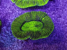 画像1: No.23 オーストラリア産 オオバナサンゴ　グリーン (1)