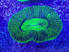 画像2: No.23 オーストラリア産 オオバナサンゴ　グリーン (2)