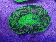 画像3: No.23 オーストラリア産 オオバナサンゴ　グリーン (3)