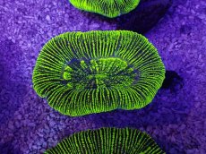 画像1: No.24 オーストラリア産 オオバナサンゴ　グリーン (1)