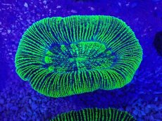 画像2: No.24 オーストラリア産 オオバナサンゴ　グリーン (2)