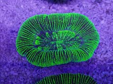 画像3: No.24 オーストラリア産 オオバナサンゴ　グリーン (3)