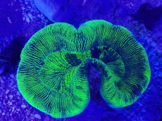 画像2: No.25 オーストラリア産 オオバナサンゴ　グリーン (2)