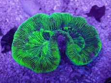 画像3: No.25 オーストラリア産 オオバナサンゴ　グリーン (3)