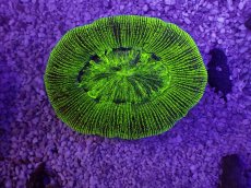 画像1: No.26 オーストラリア産 オオバナサンゴ　グリーン (1)