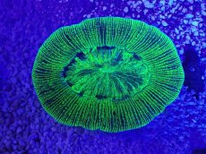 画像2: No.26 オーストラリア産 オオバナサンゴ　グリーン (2)