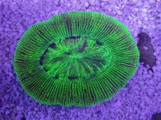 画像3: No.26 オーストラリア産 オオバナサンゴ　グリーン (3)