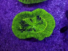 画像1: No.27 オーストラリア産 オオバナサンゴ　グリーン (1)