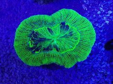 画像2: No.27 オーストラリア産 オオバナサンゴ　グリーン (2)
