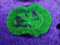 画像3: No.27 オーストラリア産 オオバナサンゴ　グリーン (3)
