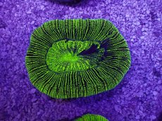 画像1: No.28 オーストラリア産 オオバナサンゴ　グリーン (1)