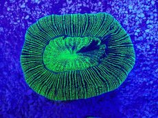 画像2: No.28 オーストラリア産 オオバナサンゴ　グリーン (2)