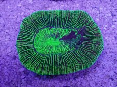 画像3: No.28 オーストラリア産 オオバナサンゴ　グリーン (3)