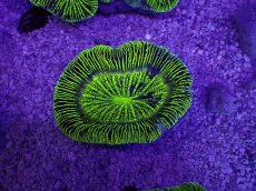 画像1: No.29 オーストラリア産 オオバナサンゴ　グリーン (1)