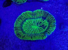 画像2: No.29 オーストラリア産 オオバナサンゴ　グリーン (2)