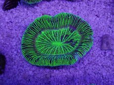 画像3: No.29 オーストラリア産 オオバナサンゴ　グリーン (3)