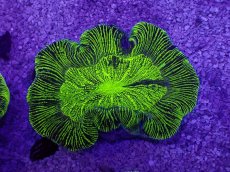 画像1: No.30 オーストラリア産 オオバナサンゴ　グリーン (1)
