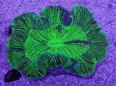 画像3: No.30 オーストラリア産 オオバナサンゴ　グリーン (3)