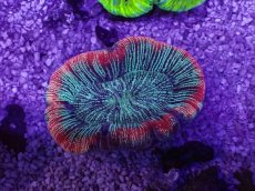 画像1: No.31 オーストラリア産 オオバナサンゴ　ピンクマルチ (1)